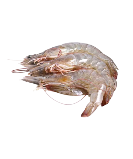 LANGOSTINO CRUDO 21/28 CORALX KG