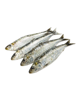 SARDINA "PROVECAEX"  CONG. BANDEJA 700GR NETO