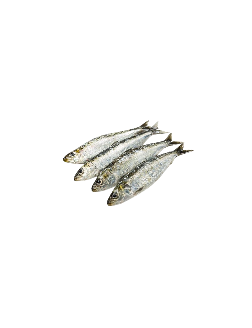 SARDINA "PROVECAEX"  CONG. BANDEJA 700GR NETO