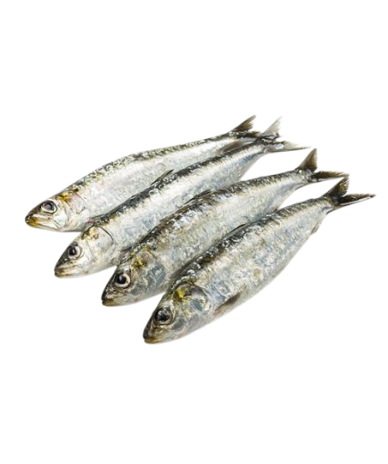 SARDINA "PROVECAEX"  CONG. BANDEJA 700GR NETO