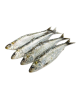 SARDINA "PROVECAEX"  CONG. BANDEJA 700GR NETO