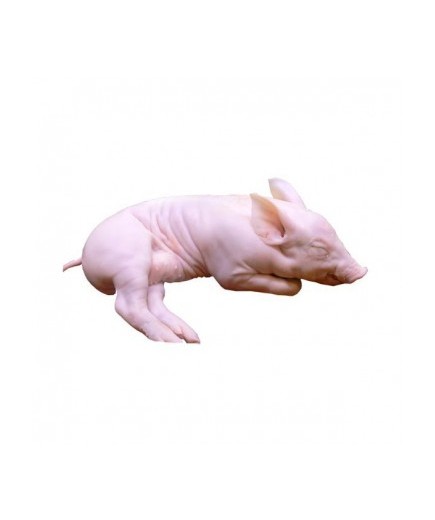 CERDO COCHINILLO ENTERO/CUARTEADO.X.KG