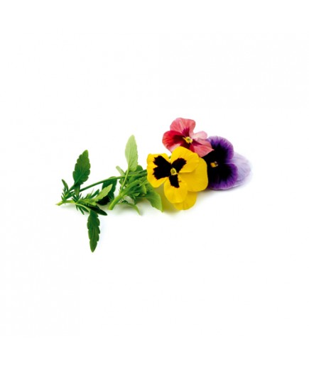 FLORES PENSAMIENTO BANDEJA