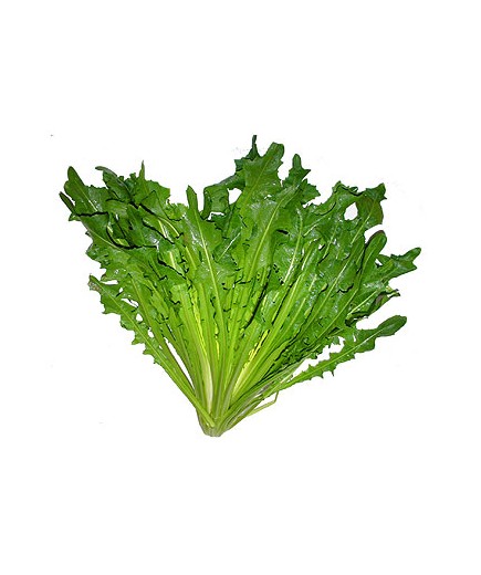 ACHICORIA PIEZA