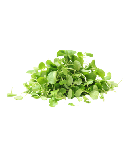 BERROS ESTUCHE 100 GR