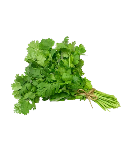 CILANTRO MANOJO