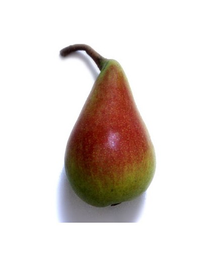 PERA ERCOLINE X KG