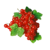 GROSELLAS FRESCAS EST/125 GR