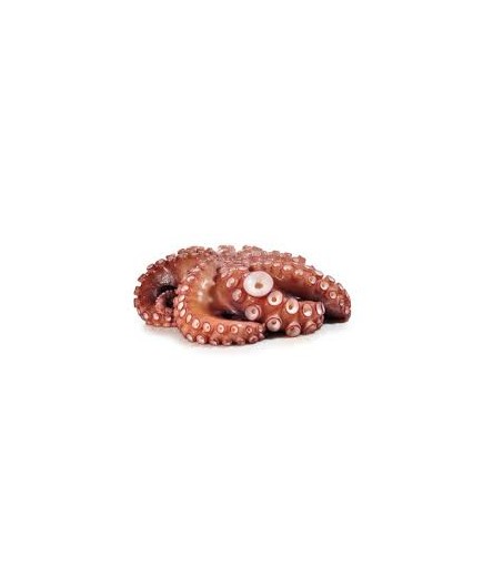 PULPO PULPITO ENTERO CABEZON FRESCO.X.KG