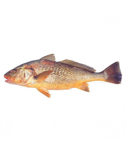 CORVINA ENTERA MEDIANAS.PVP.X.KG