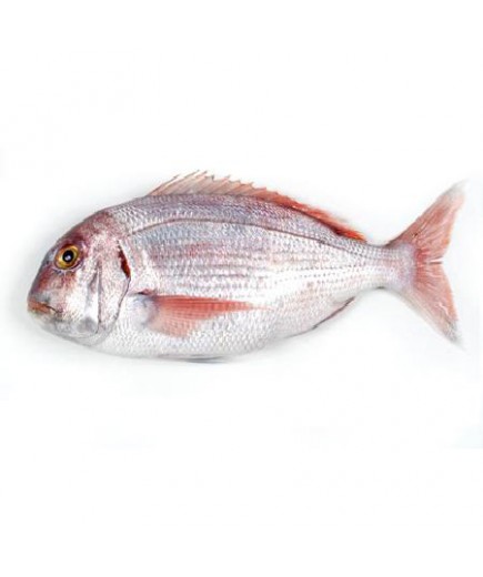 PARGO BOCINEGRO SALVAJE FRESCO. X KG
