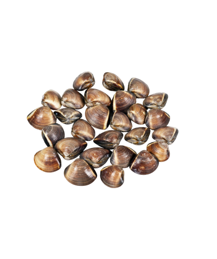 ALMEJA ENTERA MARRON PACIFICO 60/80 EXKIMO 1 KG