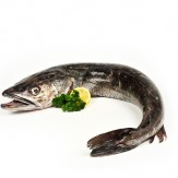 BACALAO ENTERO+1+5.KG FRESCO PVP.X.KG