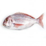 PARGO BOCINEGRO SALVAJE FRESCO. X KG