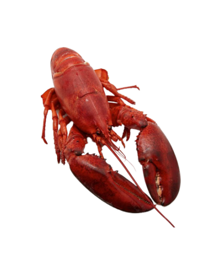BOGAVANTE ROJO CRUDO E/VACIO PVP.X.KG