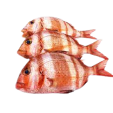 SAMA-URTA(DORADA) FRESCA PVP.X. KG.