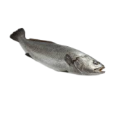 FOGONERO-CORVINA-AL CORTE KG