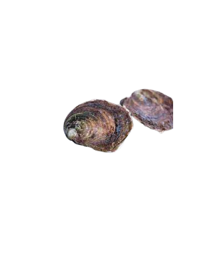 OSTRAS FRESCAS ESPECIALES X PIEZA