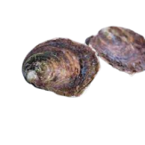OSTRAS FRESCAS ESPECIALES X PIEZA