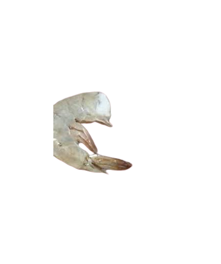LANGOSTINO CRUDO COLA 31/35.X.KG.