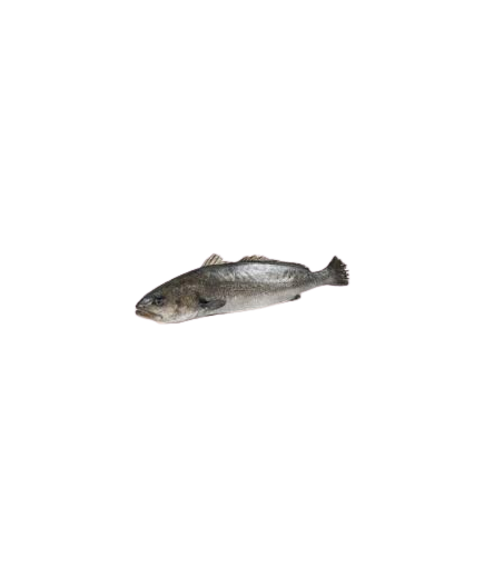 CORVINA ESTERO FRESCA AL CORTE X KG.