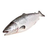 SALMON FRESCO ENTERO-MITAD.2-3. X.KG